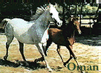 Oman with his Dam, Marzalla